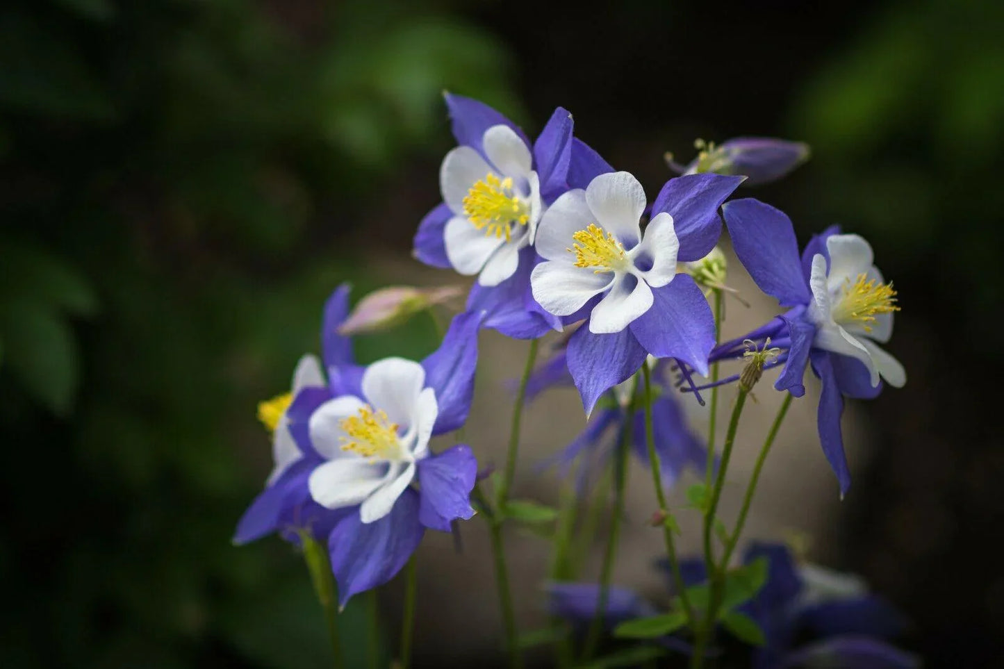50 Columbine (Aquilegia Vulgaris) William Guinness Seeds - Seed World