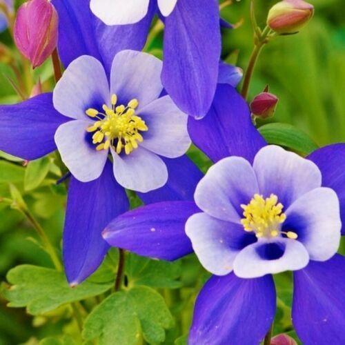 50 Columbine Blue Star Seeds - Seed World
