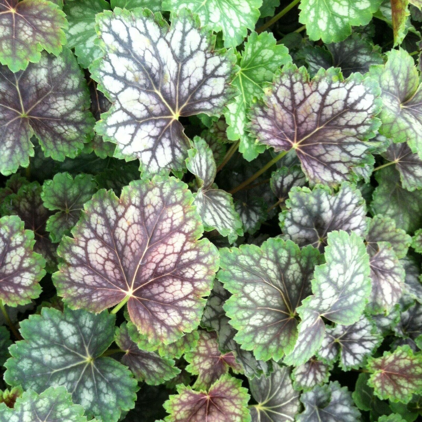 50 Coral Bells - Heuchera - Americana Seeds - Seed World