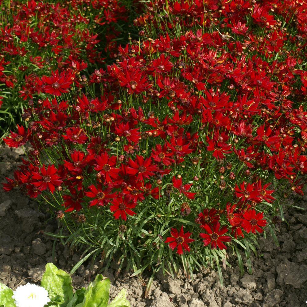 50 Coreopsis (Tinctoria) Mahogany Midget Seeds - Seed World