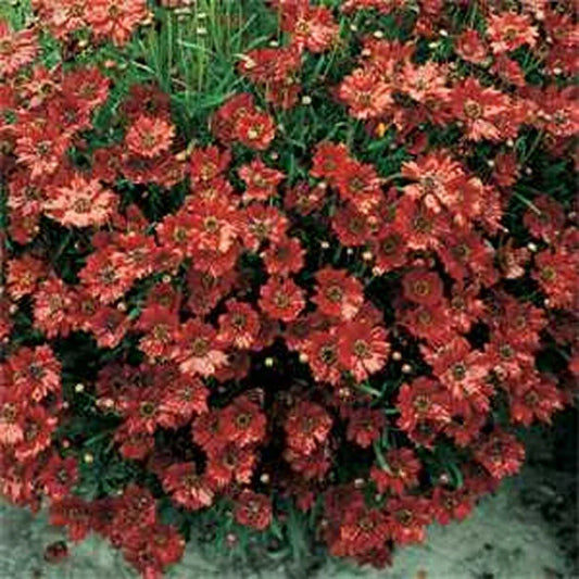 50 Coreopsis (Tinctoria) Mahogany Midget Seeds - Seed World