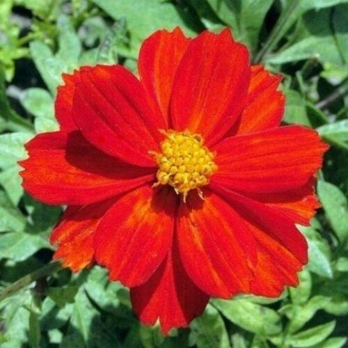 100 Cosmos Sulphur Red Seeds - Seed World