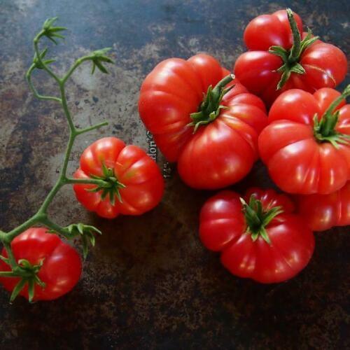 50 Coustralee Tomato Seeds - Seed World