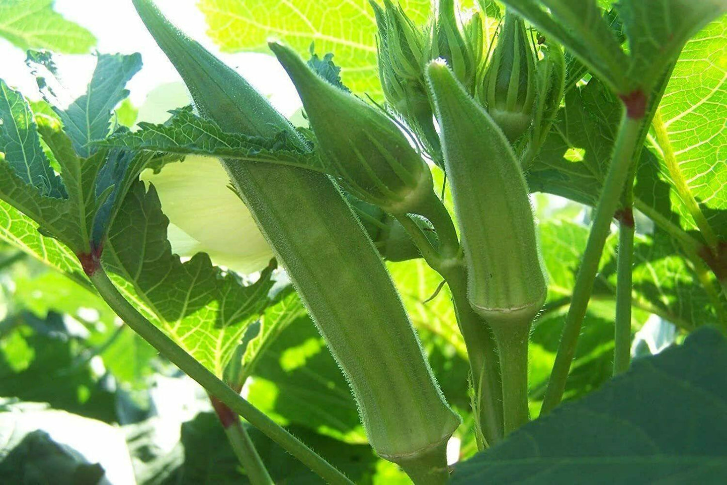 50 Cowhorn Okra (Abelmoschus esculentus) Seeds - Seed World