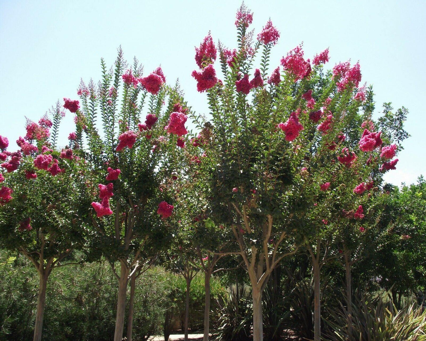 50 Crape Myrtle (Lagerstroemia Indica) Seeds - Seed World