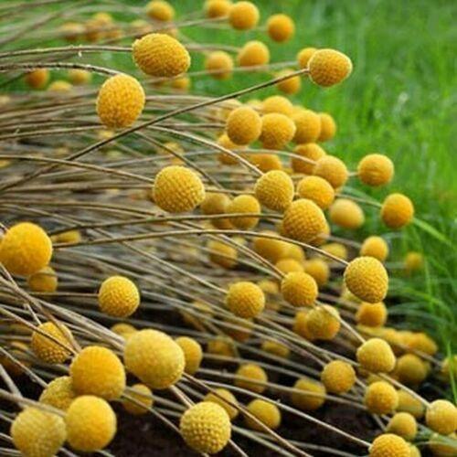 50 Craspedia Billy Buttons Craspedia Globosa Seeds - Seed World
