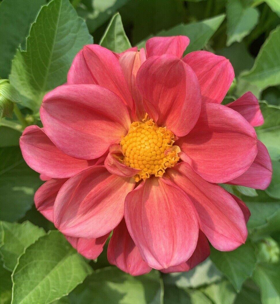 50 Dahlia Unwin Bedding Mix Seeds - Seed World