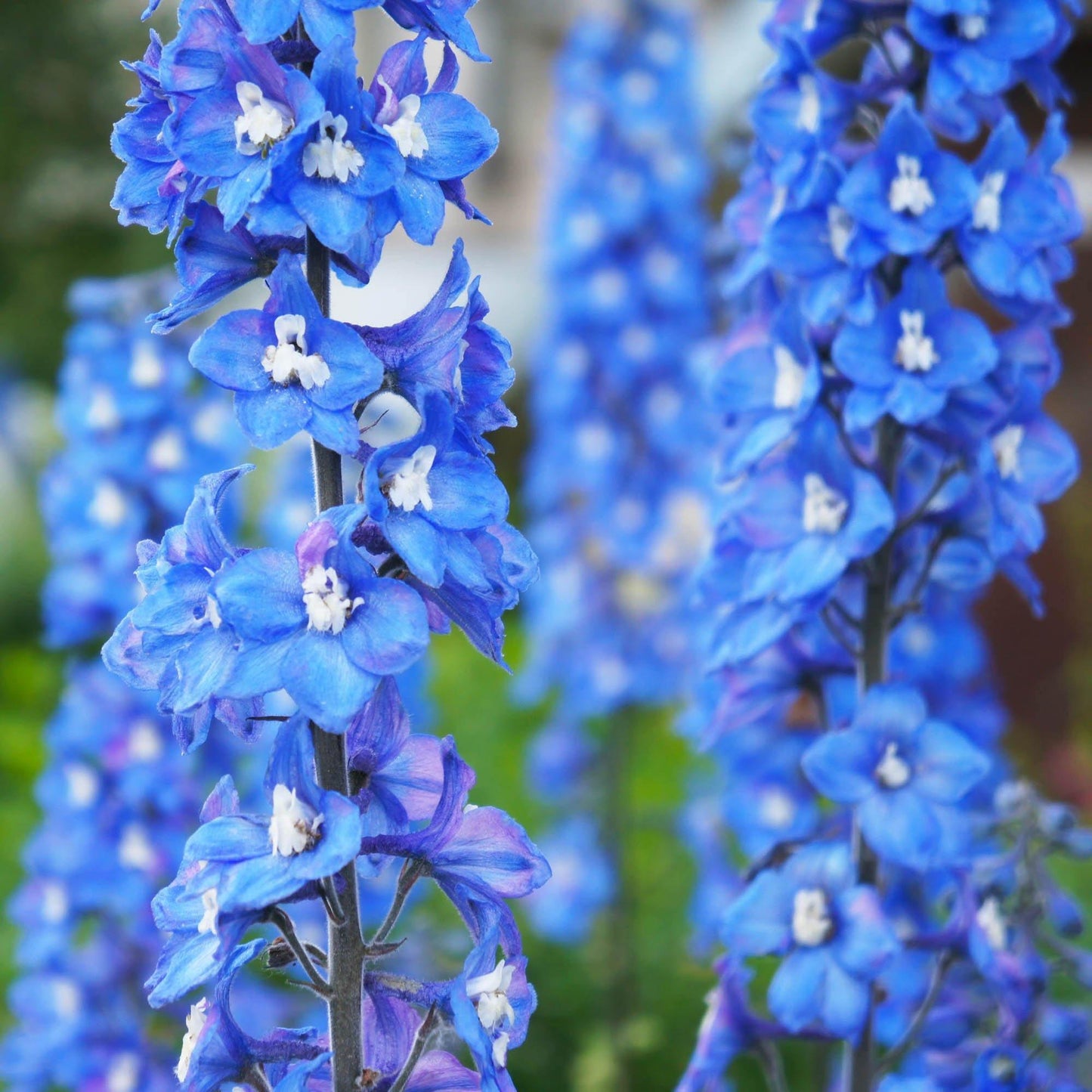 50 Dark Mix Delphinium Seeds - Seed World