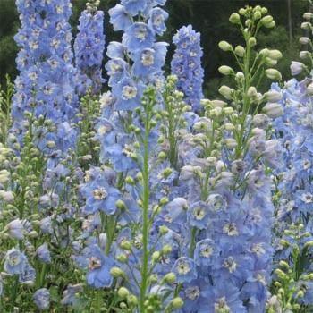 50 Dark Mix Delphinium Seeds - Seed World
