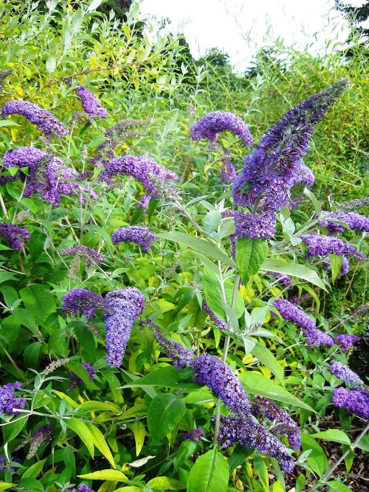 50 Dark Purple Butterfly Bush Seeds - Seed World