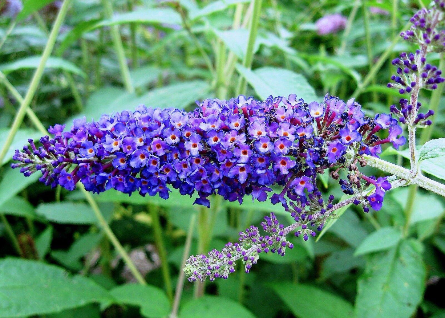 50 Dark Purple Butterfly Bush Seeds - Seed World
