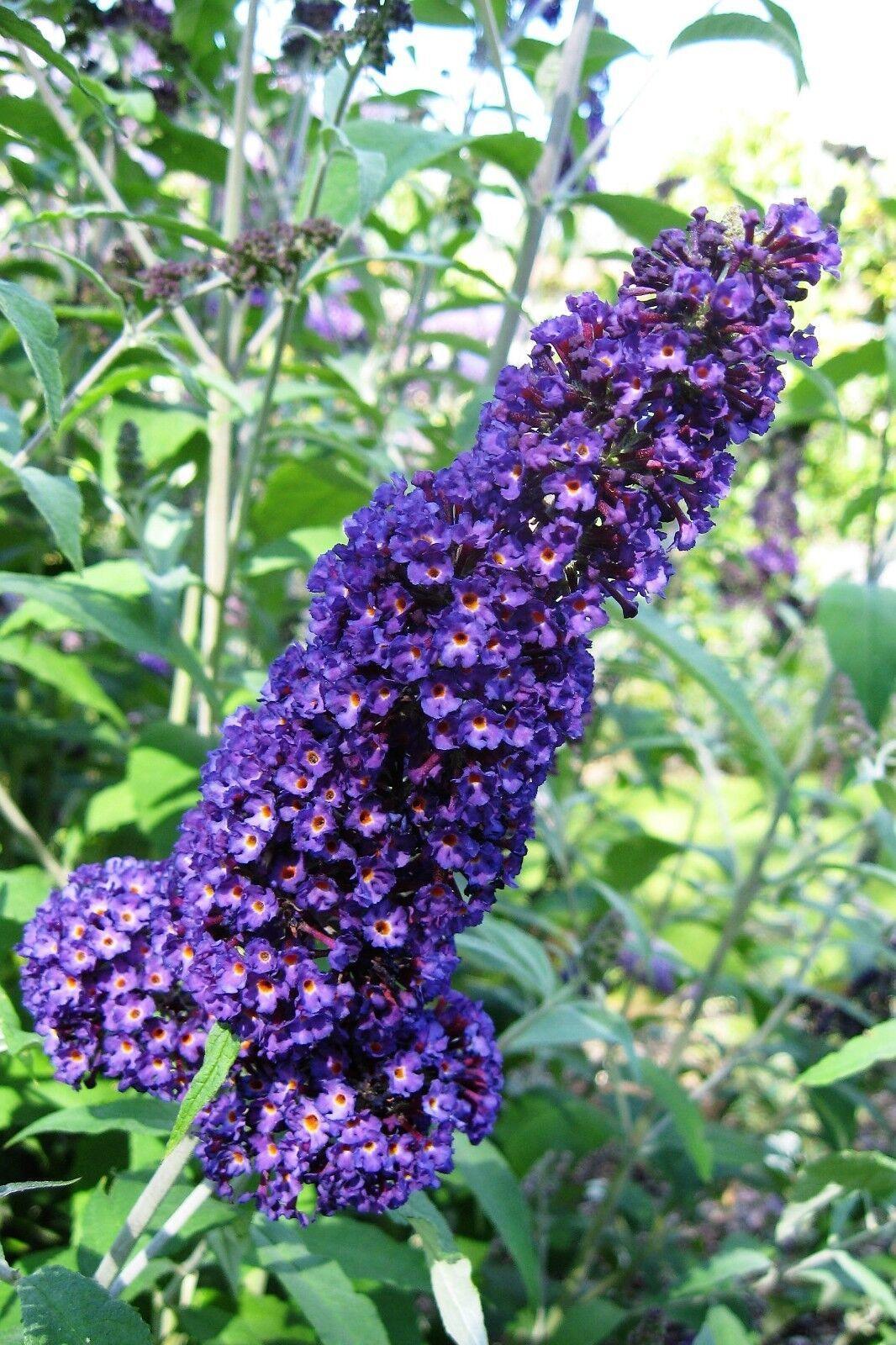 50 Dark Purple Butterfly Bush Seeds - Seed World