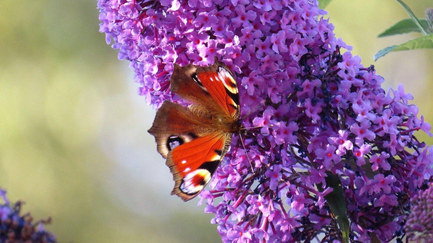 50 Dark Purple Butterfly Bush Seeds - Seed World
