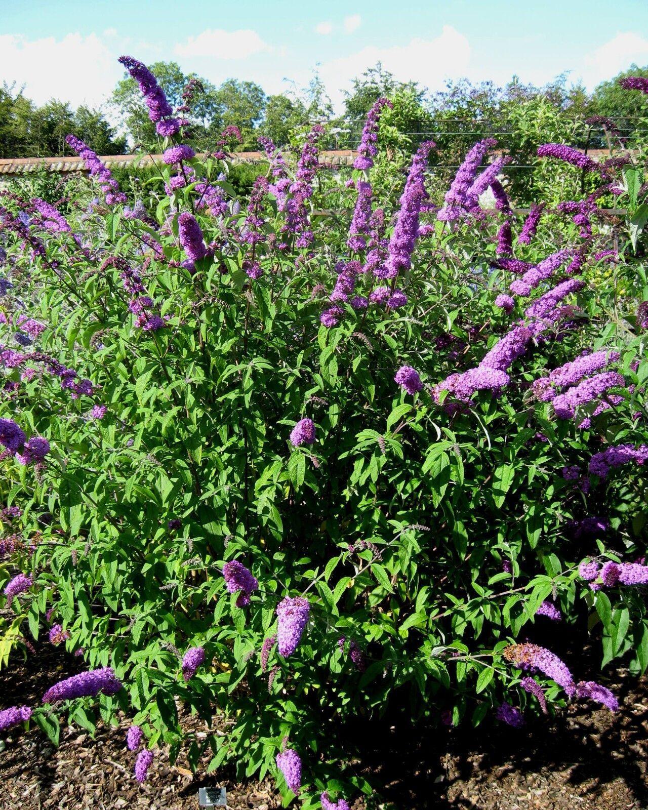 50 Dark Purple Butterfly Bush Seeds - Seed World
