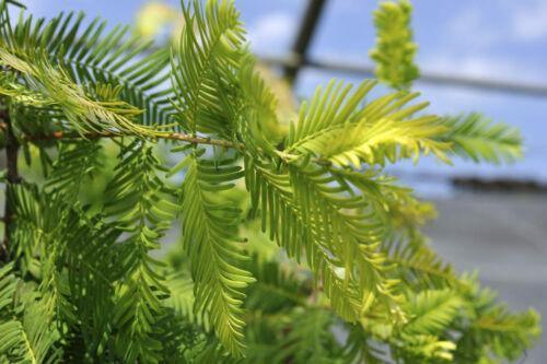 50 Dawn Redwood (Metasequoia Glyptostroboides) Seeds - Seed World