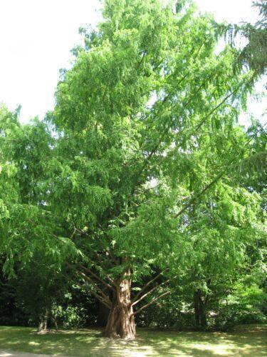 50 Dawn Redwood Seeds - Seed World