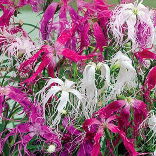 50 Dianthus - Spooky Mix Seeds - Seed World