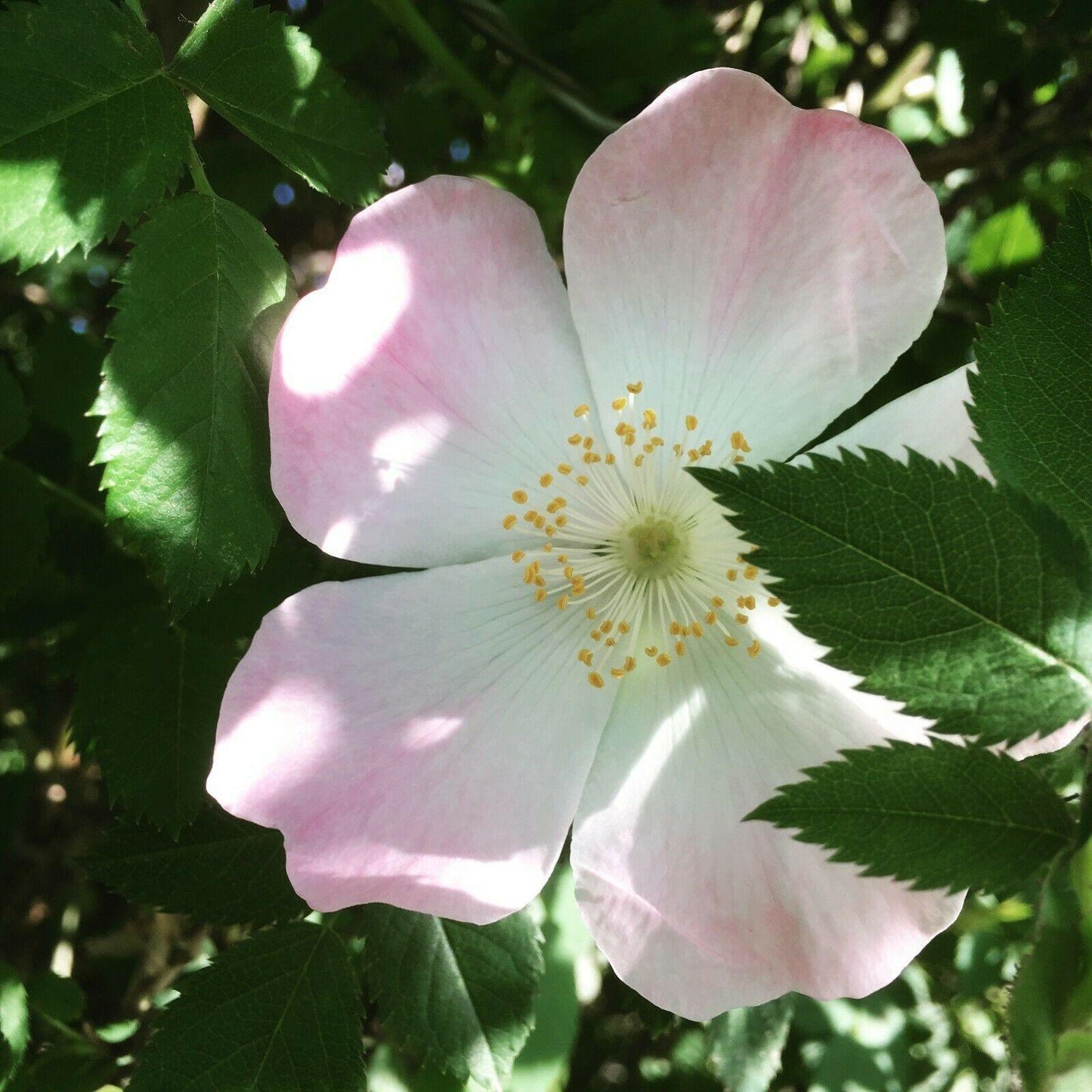 50 Dog Rose - Brier Rose (Rosa Canina) Seeds - Seed World