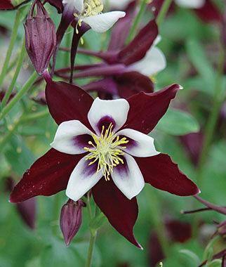 50 Double Maroon White Columbine Seeds - Seed World