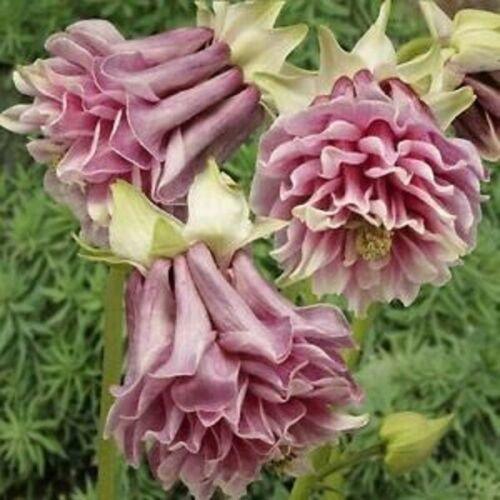 50 Double Rose Columbine Seeds - Seed World