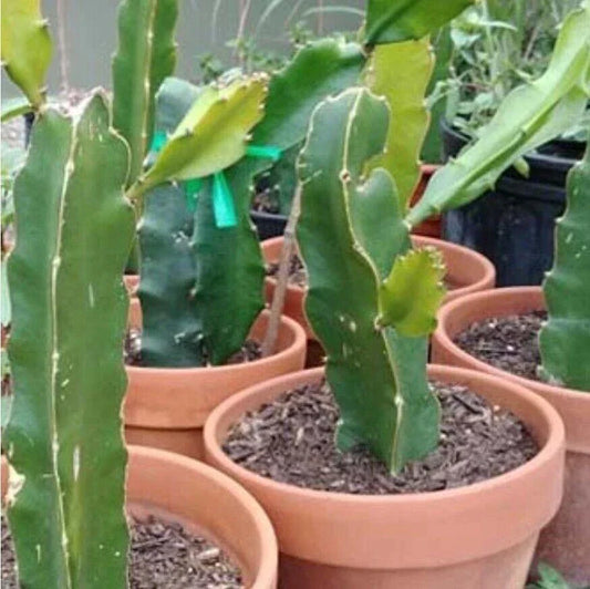 50 Dragon Fruit Seeds - (Hylocereus Undatus Cactus) - Seed World