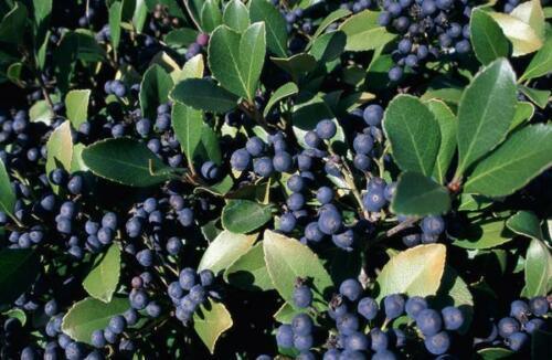 50 Dryland Blueberry Seeds - Seed World