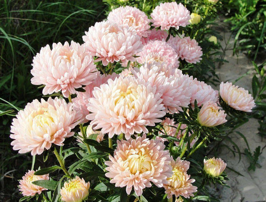 50 Duchess Apricot Peony Aster Seeds - Seed World