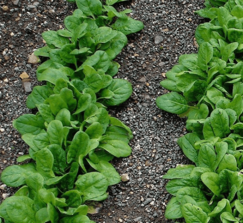 50 Early No. 7 Spinach Seeds - Seed World