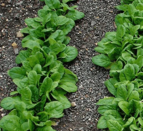 50 Early No. 7 Spinach Seeds - Seed World