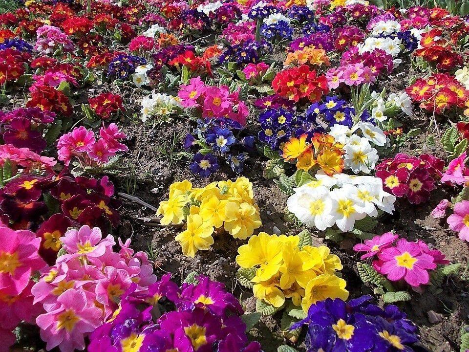 50 English Primrose Mix Seeds - Seed World