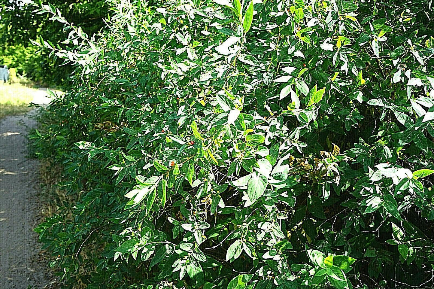50 European Fly Honeysuckle Vine Seeds - Seed World