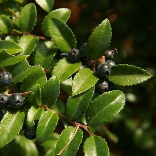 50 Evergreen Huckleberry - Vaccinium Ovatum Seeds - Seed World