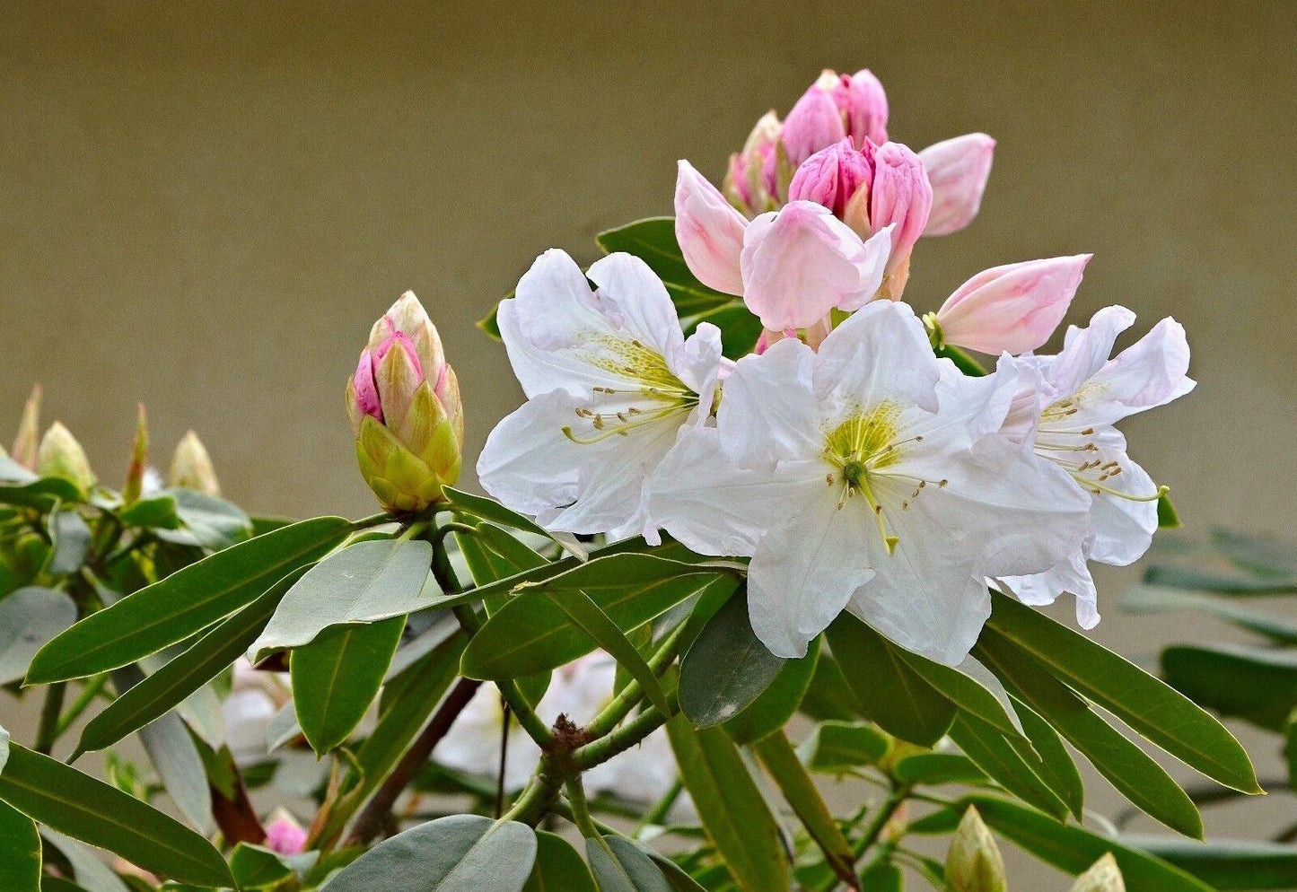 50 Fortune Rhododendron Seeds - Seed World