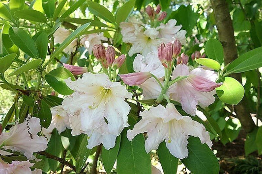 50 Fortune Rhododendron Seeds - Seed World