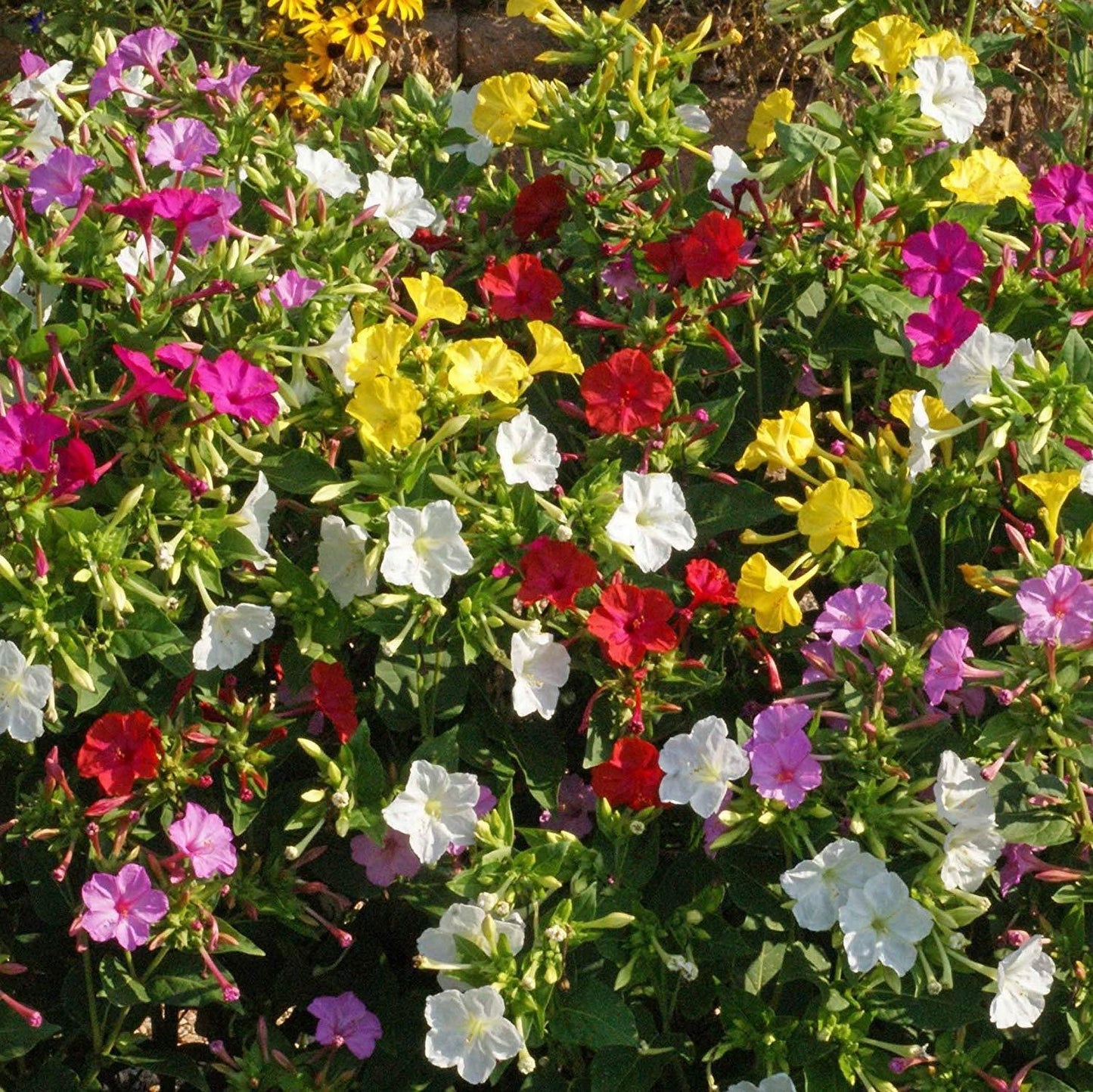50 Four O'clock Mix Colors Seeds - Seed World
