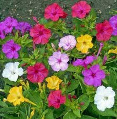 50 Four O'clock Mix Colors Seeds - Seed World