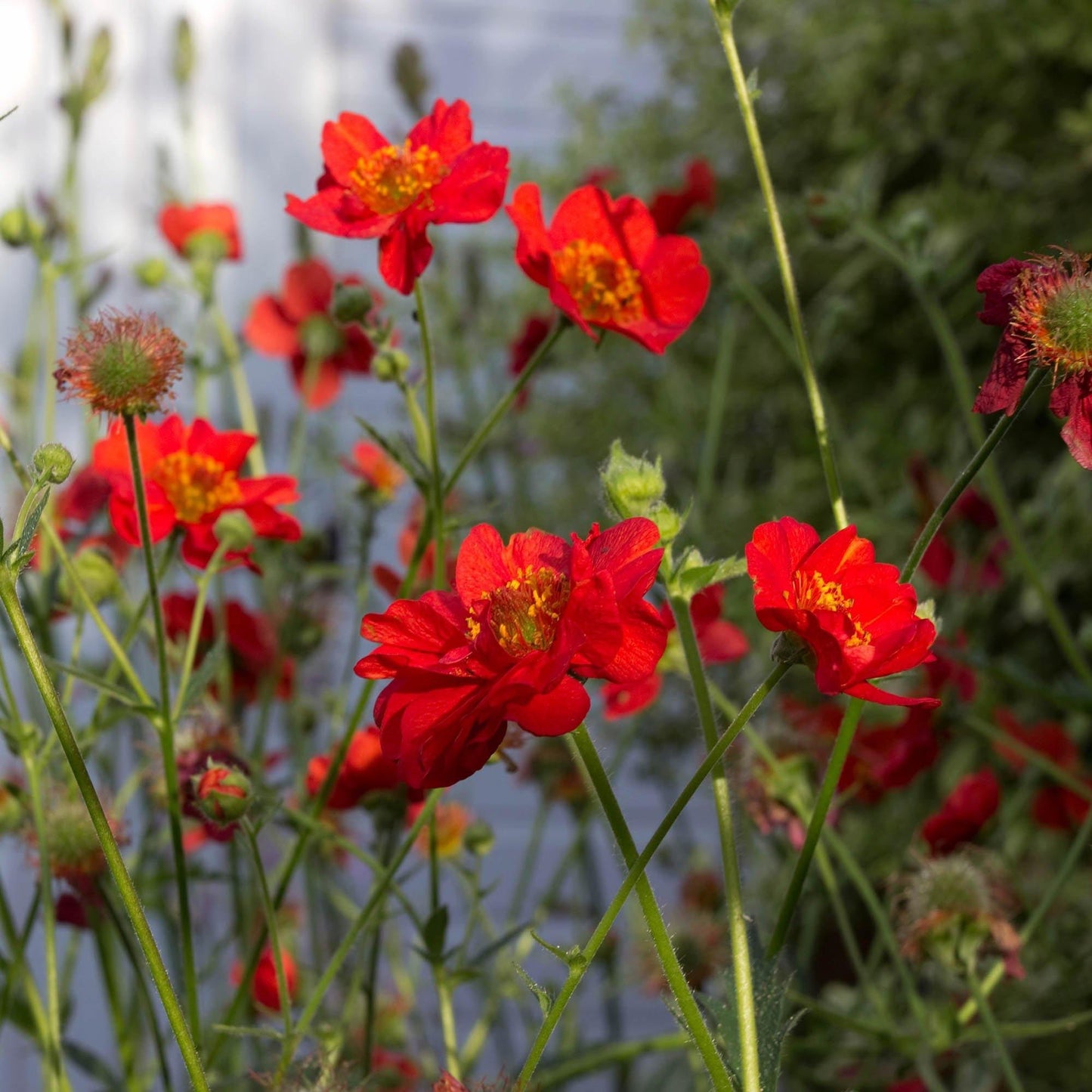 50 Geum - Mrs. Bradshaw Seeds - Seed World