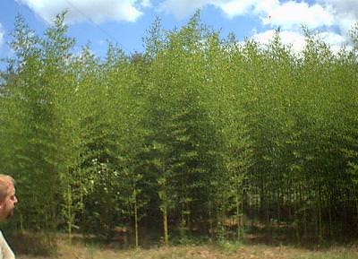 50 Giant Japanese Timber Bamboo Seeds - Seed World