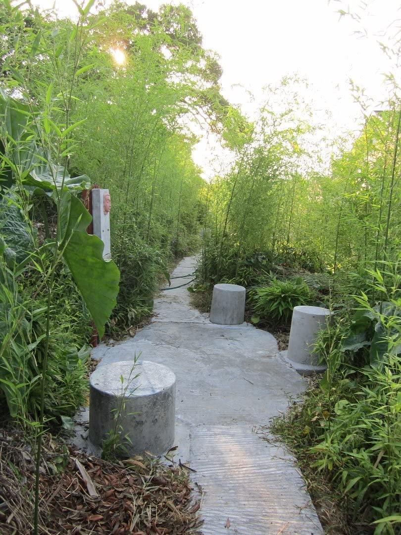 50 Giant Japanese Timber Bamboo Seeds - Seed World