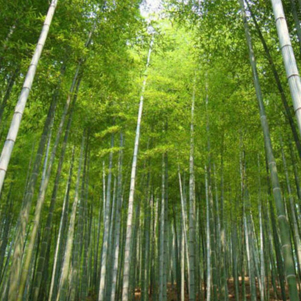 50 Giant Moso Bamboo Seeds - Phyllostachys Edulis - Seed World