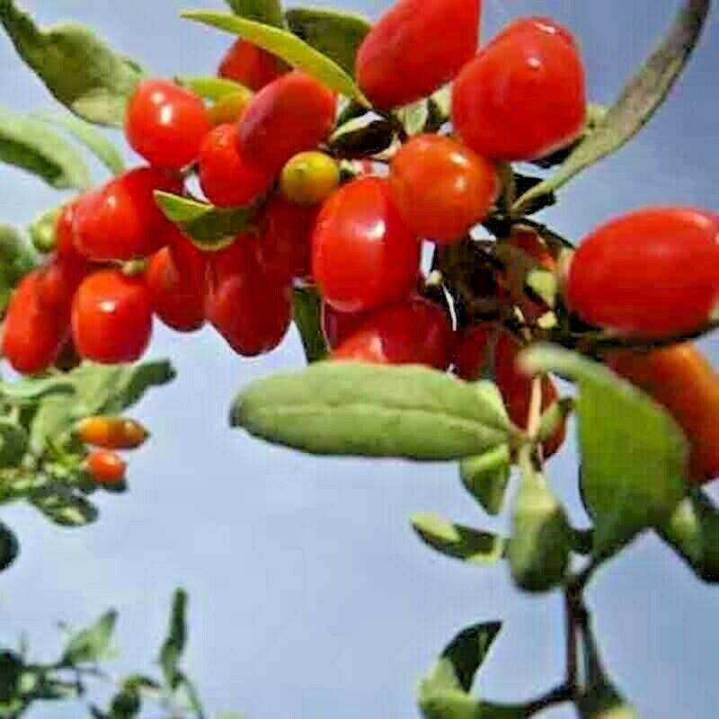 50 Goji Berry Seeds - Seed World