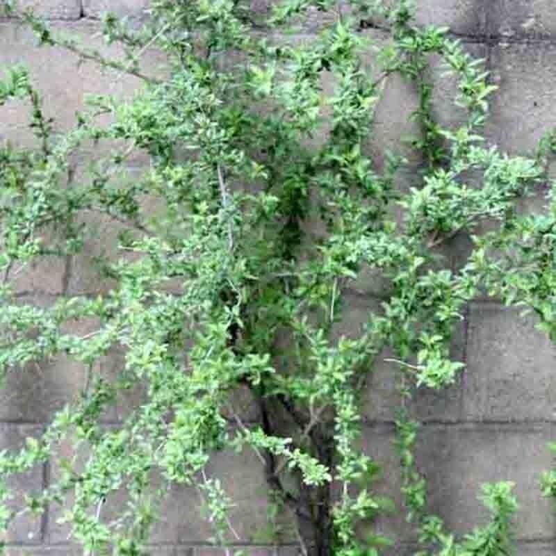 50 Goji Berry Seeds - Seed World