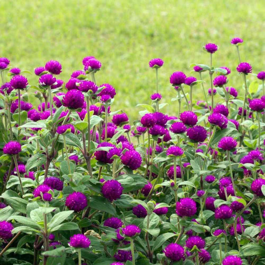 50 Gomphrena Purple Globe Flower Seeds - Seed World