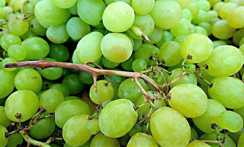 50 Green Grape Fruit Vine | Vitis Vinifera Seeds - Seed World
