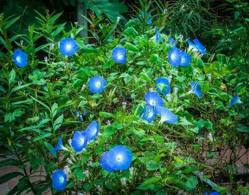 50 Heavenly Blue Morning Glory Seeds – Non-GMO, Easy-to-Grow Vines - Seed World