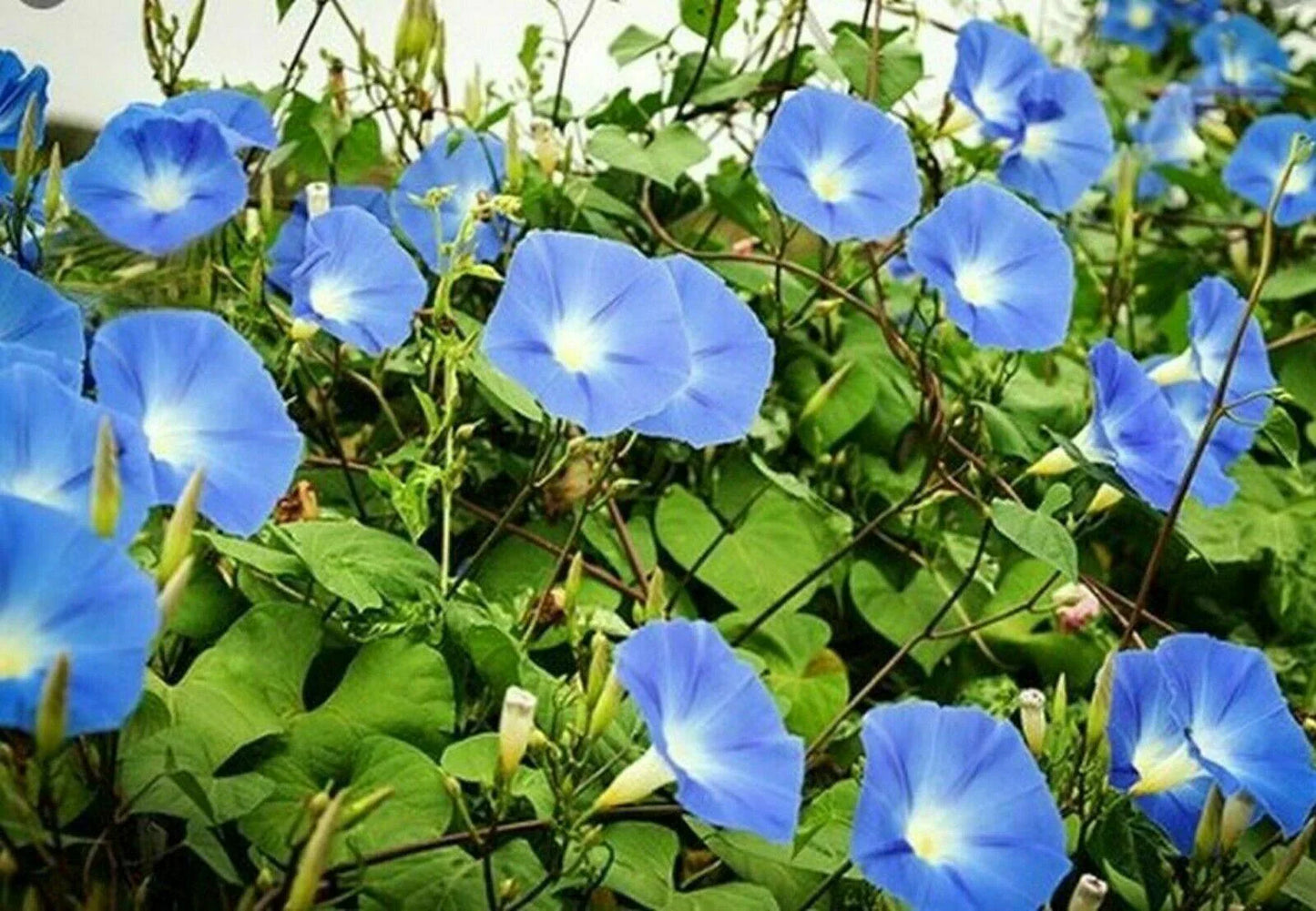 50 Heavenly Blue Morning Glory Seeds – Non-GMO, Easy-to-Grow Vines - Seed World