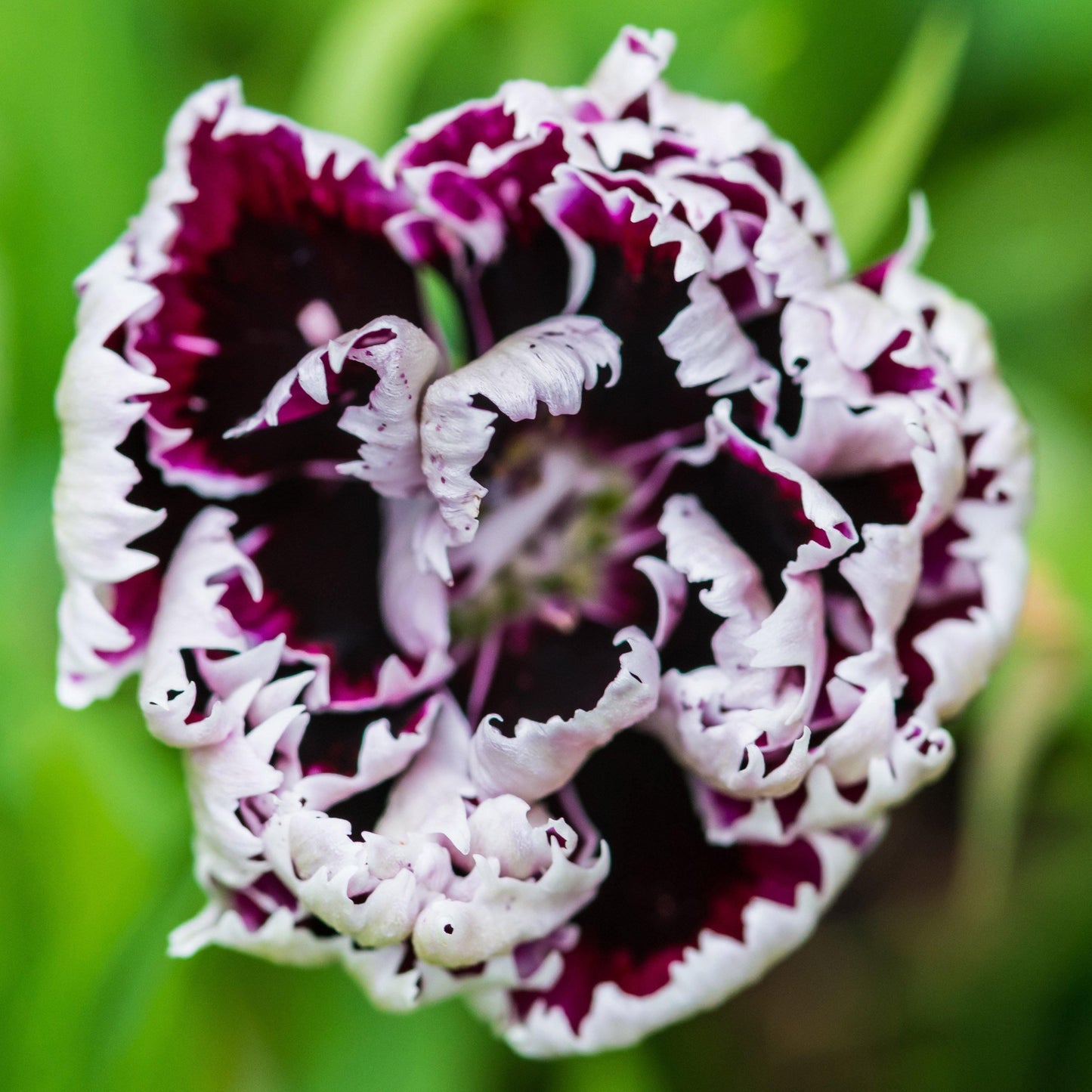 50 Heddewigii Dianthus Seeds - Seed World