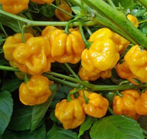 50 Hot Jamaican Yellow Scotch Bonnet Pepper Seeds - Seed World