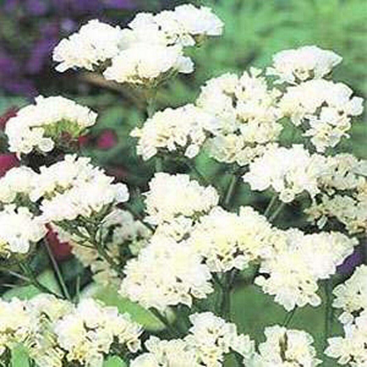 50 Iceberg White Statice Seeds - Seed World