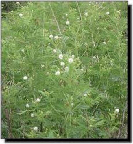 50 Illinois Bundleflower Seeds - Seed World